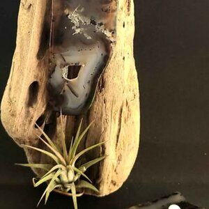 Hanging Driftwood With Sliced Montana Agate And Air Plant.